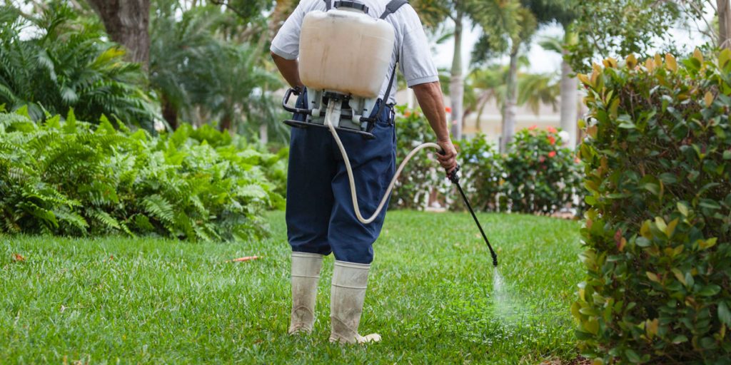 Lawn Weed Control Healthy Lawns Turf Growers Direct